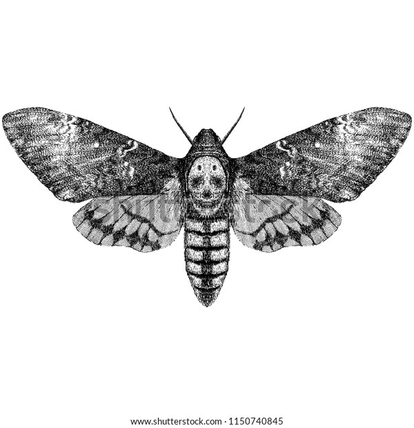 Deaths Head Hawkmoth Acherontia Styx Stock Vector (Royalty Free) 1150740845