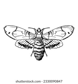 Death's head hawkmoth. Vector sketch illustration. Isolated on white. Hand-drawn style.