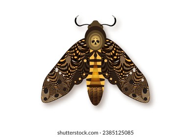 The death's head moth