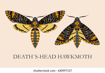 Deaths-head Hawk Moth