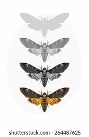 Death's-head Hawk moth: The vector illustration of Acherontia Atropos 