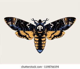 Death's-head hawkmoth, acherontia atropos. Highly detailed vector hand drawn illustration.