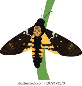 Death's-head moth on white background