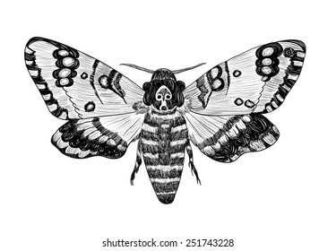 2,144 Deaths head moth Images, Stock Photos & Vectors | Shutterstock