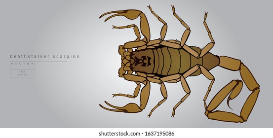 Deathstalker Scorpion. Vector Illustration. View From Top.