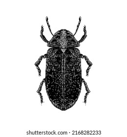 Deathwatch Beetle dibujo a mano ilustración vectorial aislado en fondo blanco