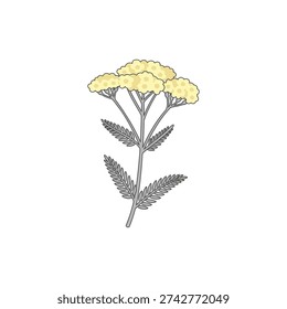 Deben Yarrow Vector Flat 2D Pale Primrose Yellow Flowers Grey Foliage Botanical Art