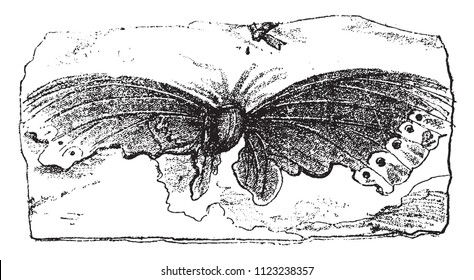 Debris of the Vanesse Pluto from the Lower Miocene, vintage engraved illustration. From Natural Creation and Living Beings.
