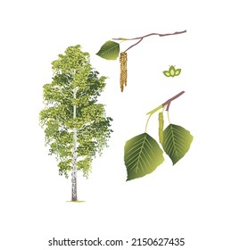 deciduous birch tree for the forest with flowering catkins and seeds botany biology geography flora clean air ecology