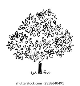 Deciduous chestnut tree, lush foliage. Nature and vegetation. Simple black outline vector drawing. Sketch in ink.