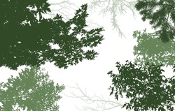 Deciduous And Coniferous, And Bare Branches Of Trees Silhouette, Background. Vector Illustration  