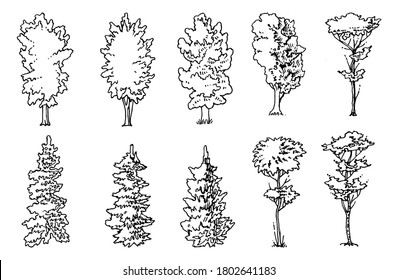 Deciduous and coniferous trees set. Isolated vector object on white background. A sketch with a felt-tip pen, ink on paper. Forest. Details for the forest.