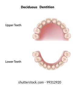 Deciduous dentition (baby teeth)