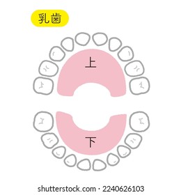 Deciduous dentition color illustration with gums. "NYUSHI" means baby teeth. "UE" means upper. "SHITA" means lower. 