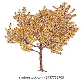 Deciduous single tree, autumn gold foliage, vector hand drawing isolated on white