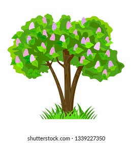 Deciduous tree in four seasons - spring, summer, autumn, winter. Nature and ecology. Natural object for landscape design or park. Cartoon style. Green tree illustration Isolated on white background.