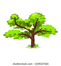 Deciduous tree in four seasons - spring, summer, autumn, winter. Nature and ecology. Natural object for landscape design or park. Cartoon style. Green tree illustration Isolated on white background.