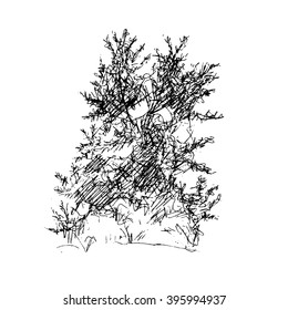 deciduous tree, graphic design sketch pen ink vector