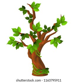 A deciduous tree with green leaves isolated on white background. Vector cartoon close-up illustration.