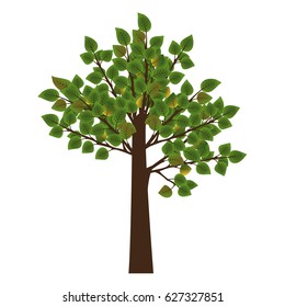 A deciduous tree with green rounded leaves with a flat edge and a thin brown trunk. Birch, linden, poplar, elm, hornbeam. Botanical vector illustration for spring, summer or early autumn.