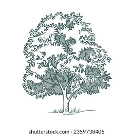 Deciduous tree. Hand drawn ink. Sketch of plants. Isolated on white background. Vector illustration.