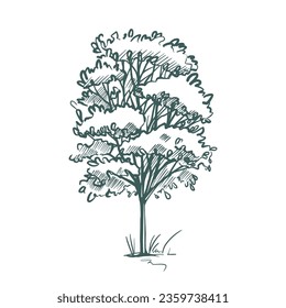 Deciduous tree. Hand drawn ink. Sketch of plants. Isolated on white background. Vector illustration.