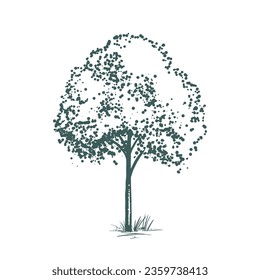 Árbol caducifolio. Tinta dibujada a mano. Esbozo de plantas. Aislado sobre fondo blanco. Ilustración vectorial.