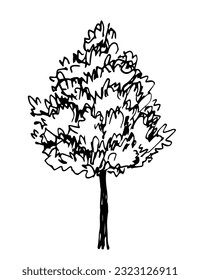 Deciduous tree isolated on white background. Forest and vegetation. Nature and landscape. Simple black outline vector drawing. Sketch in ink.