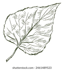 Deciduous tree leaf,birch,single,doodle, sketch, outline,hand drawn vector illustration isolated on white