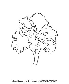 Deciduous tree one line art. Continuous line drawing of plants, herb, tree, wood, nature, flora, deciduous tree, crown, linden, poplar, maple, ash, chestnut.