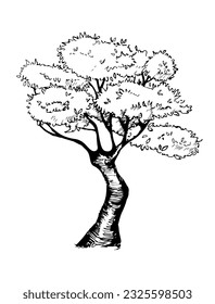 Deciduous tree sketch illustration. Hand drawn tree isolated on white background. Suitable for backgrounds, rubber stamps, scrapbooking, etc.