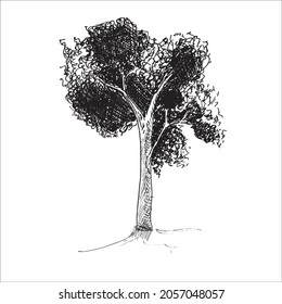 deciduous tree. sketch for landscape design.