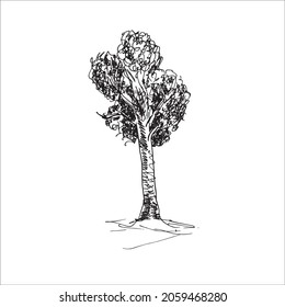deciduous tree. sketch for landscape design.