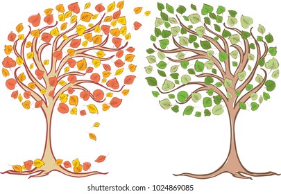 A deciduous tree in the various seasons