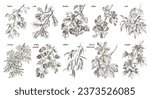Deciduous trees branches hand drawn collection