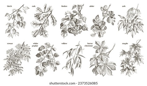 Deciduous trees branches hand drawn collection