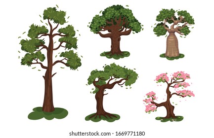 Deciduous Trees with Exuberant Tree Crown Vector Set