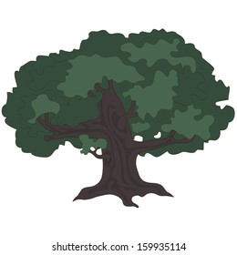 deciduous trees isolated on white background 3