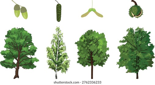 Deciduous trees and seeds set: oak, birch, maple and horse chestnut. Botanical educational illustration