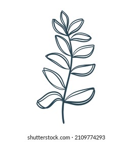 Deciduous twig vector isolated illustration. Single hand drawn botanical decoration. Natural branch with leaves