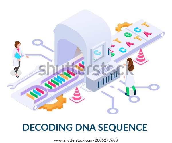 Decoding dna sequence concept. People\
untwist the dna chain and divide it into its components. Vector\
illustration in isometric style on white\
background