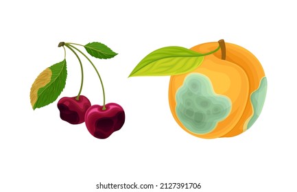 Decomposed Stinky Rotten Fruit with Apricot and Cherry Having Bad Spots Vector Set