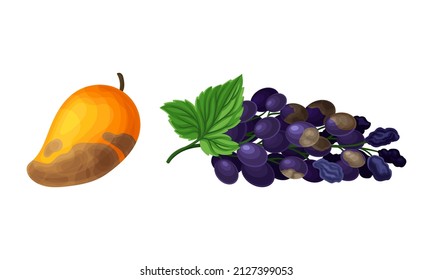 Decomposed Stinky Rotten Fruit With Mango And Grapes Having Bad Spots Vector Set