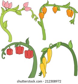 Decomposition Pepper initial design, leaf, flower and stem.