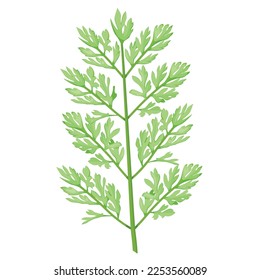 A Decompound leaf type in Carrot or Daucus leaf Botanical Element