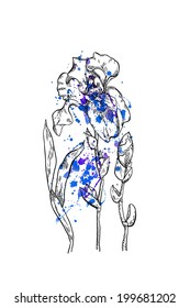 Decor element: iris, painted watercolor spots 