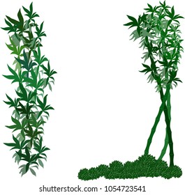 Decor green elements Bamboo and echeveria