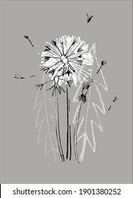 Decor printable art. Hand drawn monochrome vector illustration of dandelion flower on gray background. Design for prints, posters, cards, textile