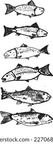 decor for restaurants. Vector graphics. salmon black and white. hand drawing. drawing of exotic seafood on a light background. trout on a light background