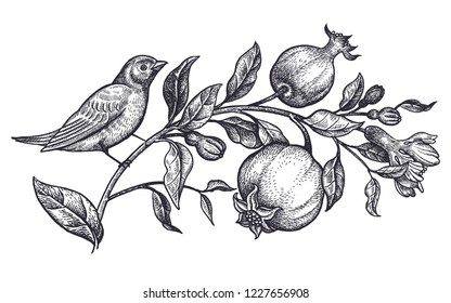 Decoration with bird and flowers. Realistic hand drawing nightingale and branch with pomegranate isolated on white background. Vector illustration art. Black and white sketch. Vintage engraving.